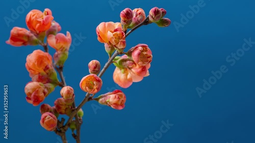 A sprig of Japanese quince bush (Beautiful quince, Chaenomeles japonica) blooms in red-orange flowers on a blue background in spring. Time lapse of blooming spring flowers. Copy space nature backgroun