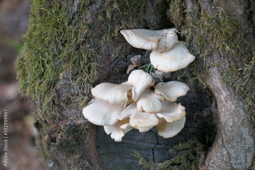 Fototapeta premium mushrooms on a tree in the forest