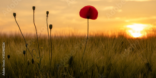 Solitary poppy flower (Papaver rhoeas) at sunset. Flowers, plants and landscape