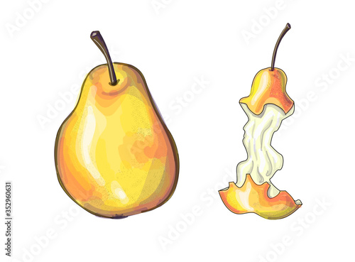 Stock vector illustration. A pear is painted in yellow and orange and next to it is a raw pear. The illustration isolated on a white background.
