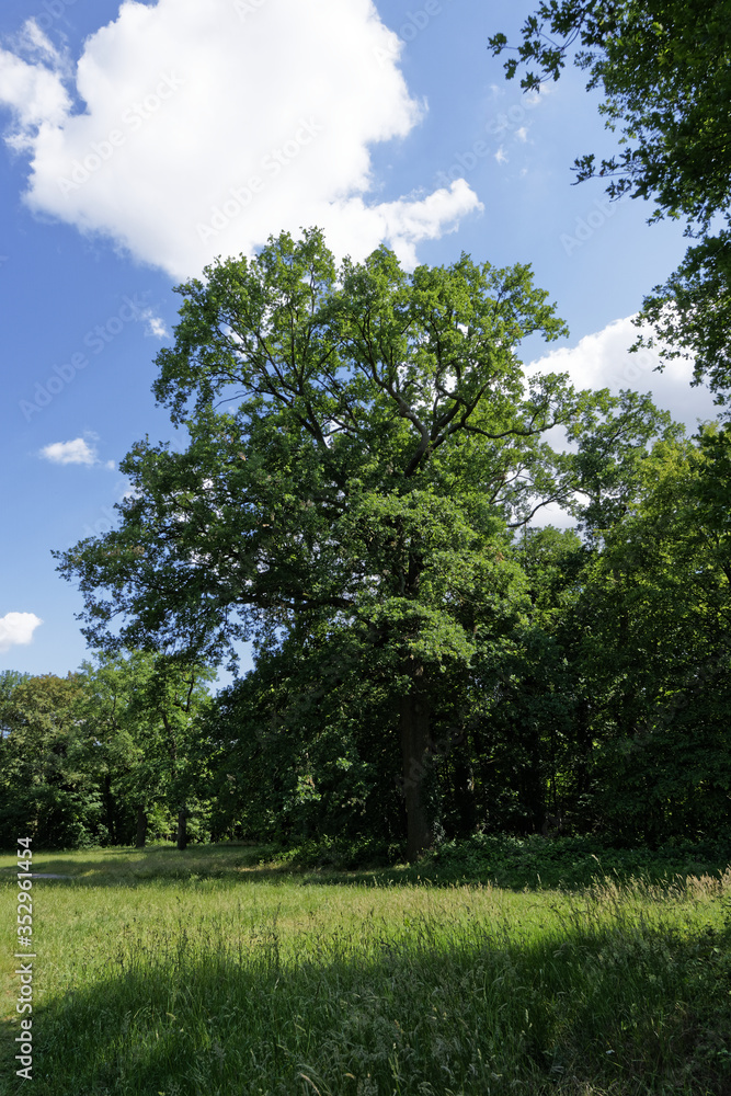 Obraz premium Old tree on a blue sky with clouds