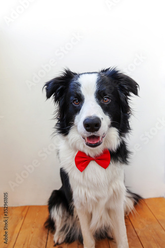 Funny studio portrait puppy dog border collie in bow tie as gentleman or groom on white background. New lovely member of family little dog looking at camera. Funny pets animals life concept. © Юлия Завалишина