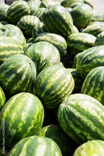 Many big sweet green watermelons