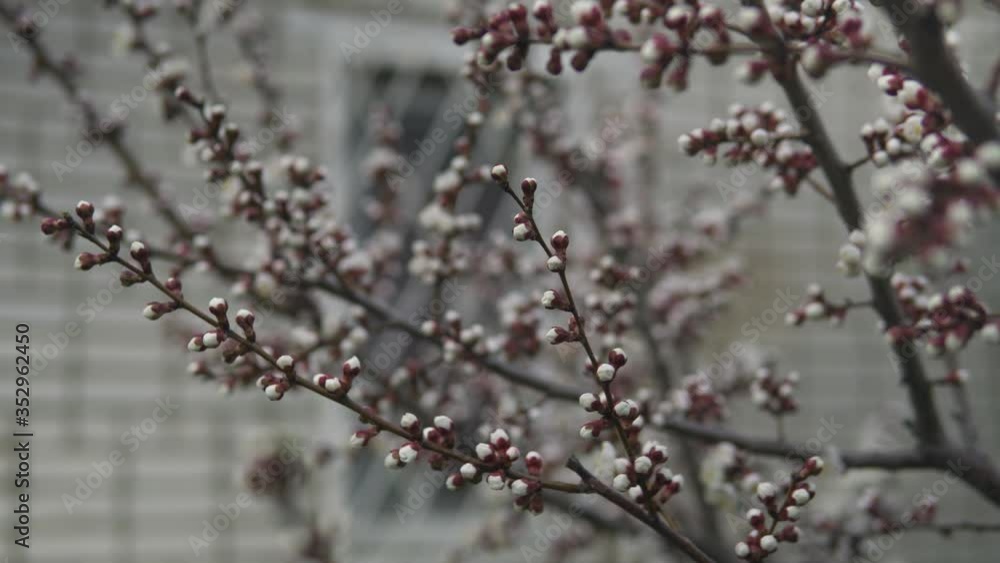 apricot blossoms in spring in the garden apricot blossoms in spring in the garden