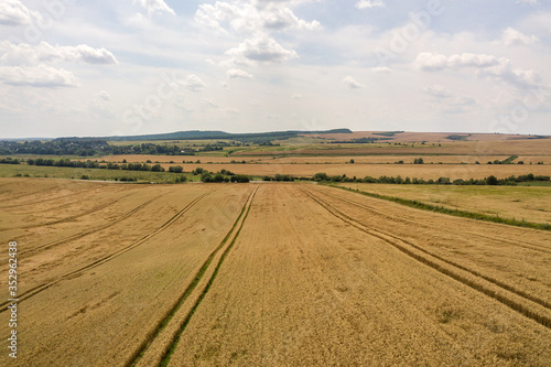 Aerial view of yellow agriculture wheat field ready to be harvested in late summer.