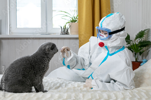 A girl in a protective suit ppe from the Cowid-19 virus. On her face is a medical mask. She takes a smear from a domestic gray cat. Veterenar Corona virus in animals. Quarantine.Pandemiс photo