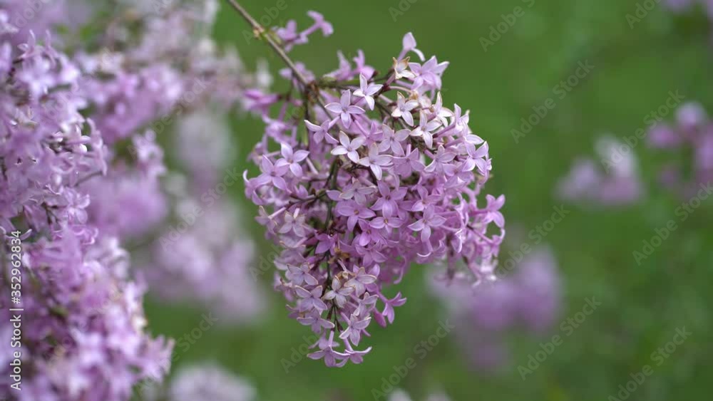 Close up of fragile pink flowers of a blooming lilac (syringa) in a light spring breeze Close up of fragile pink flowers of a blooming lilac (syringa) in a light spring breeze
