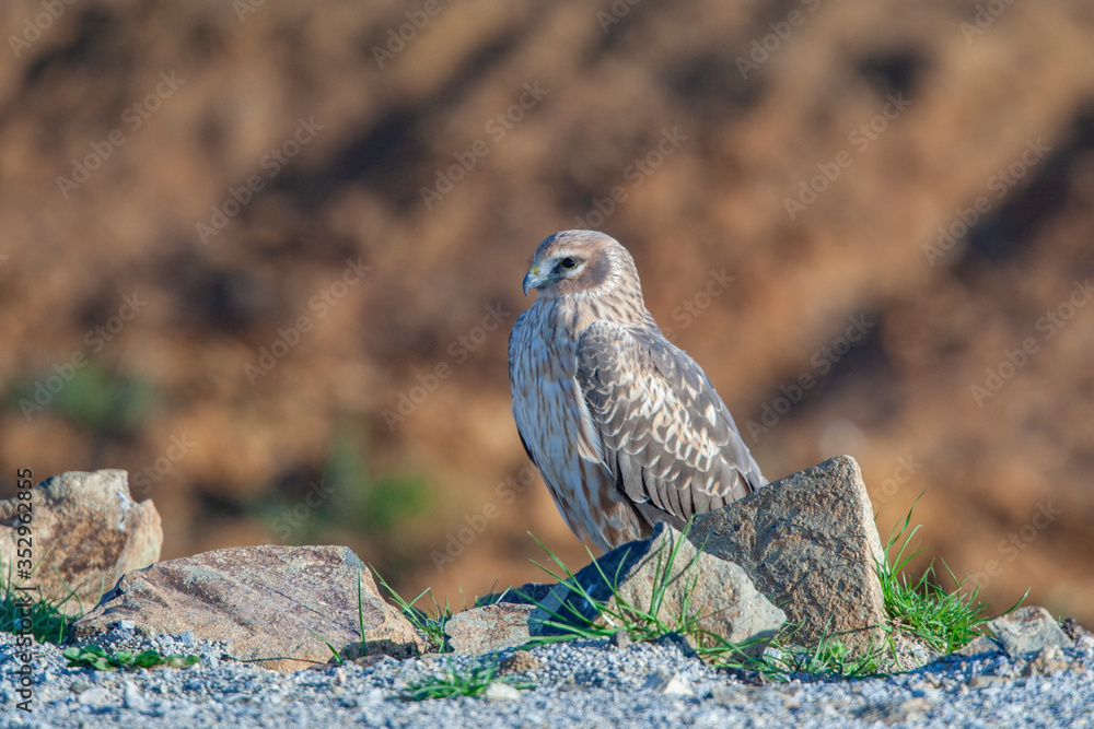 Fototapeta premium Hen Harrier (Circus cyaneus) bird in the natural habitat.