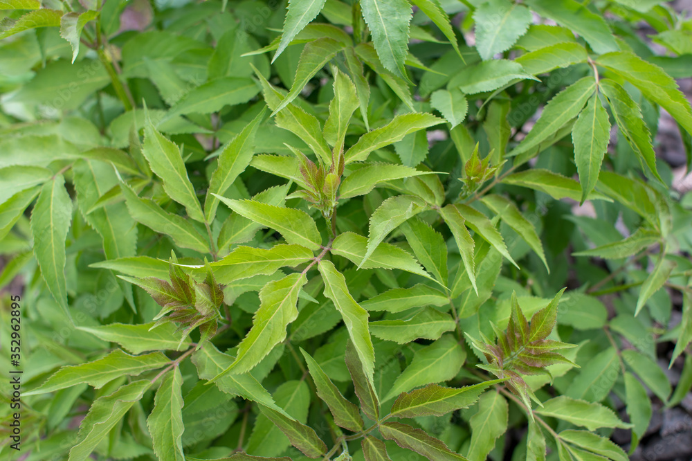 Green shrub with young oblong sharp leaves in uniform illumination. Natural background. The view from the top Green shrub with young oblong sharp leaves in uniform illumination. Natural background. The view from the top