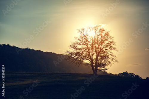 lonly tree in landscape