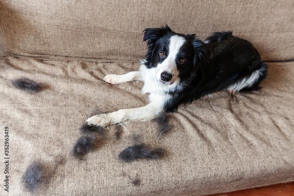 Funny portrait of cute puppy dog border collie with fur in moulting lying down on couch. Furry