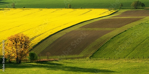 Field near flowering rapeseed at sunset. 