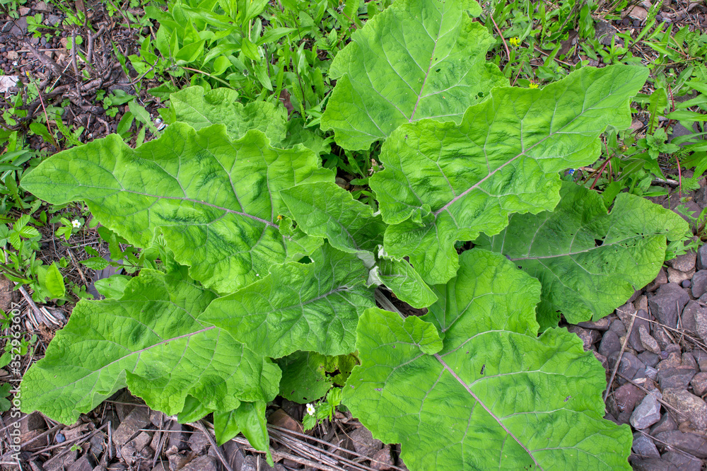 Burdock with large green leaves close-up in spring. Natural background. Latin name Arctium lappa Burdock with large green leaves close-up in spring. Natural background. Latin name Arctium lappa