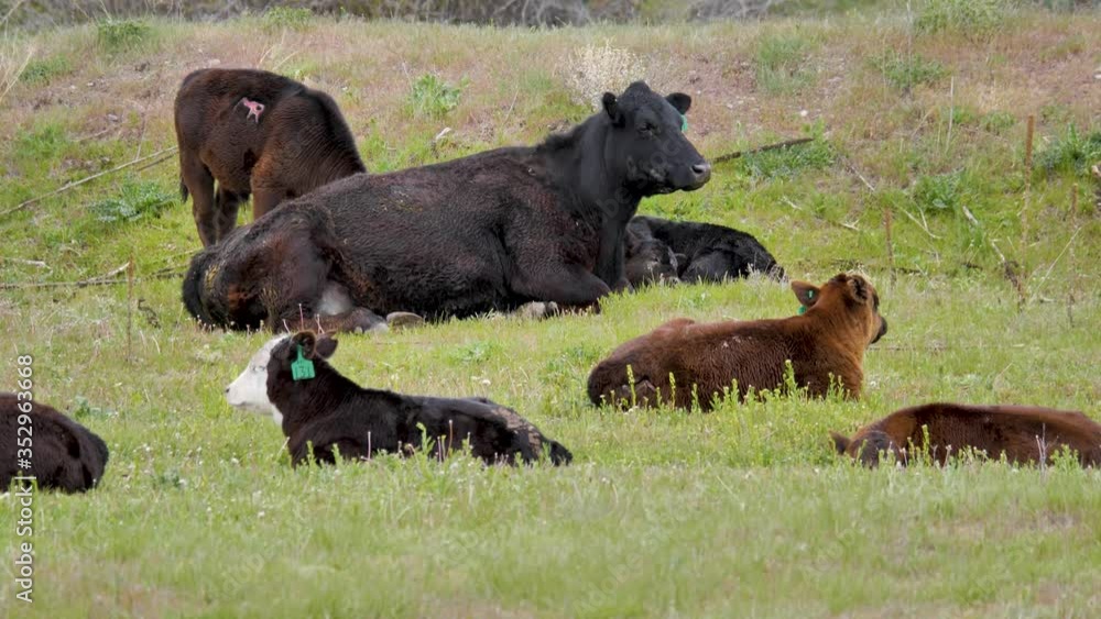 Angus beef cattle in a field - mothers and calves laying in the grass with ear tags Angus beef cattle in a field - mothers and calves laying in the grass with ear tags