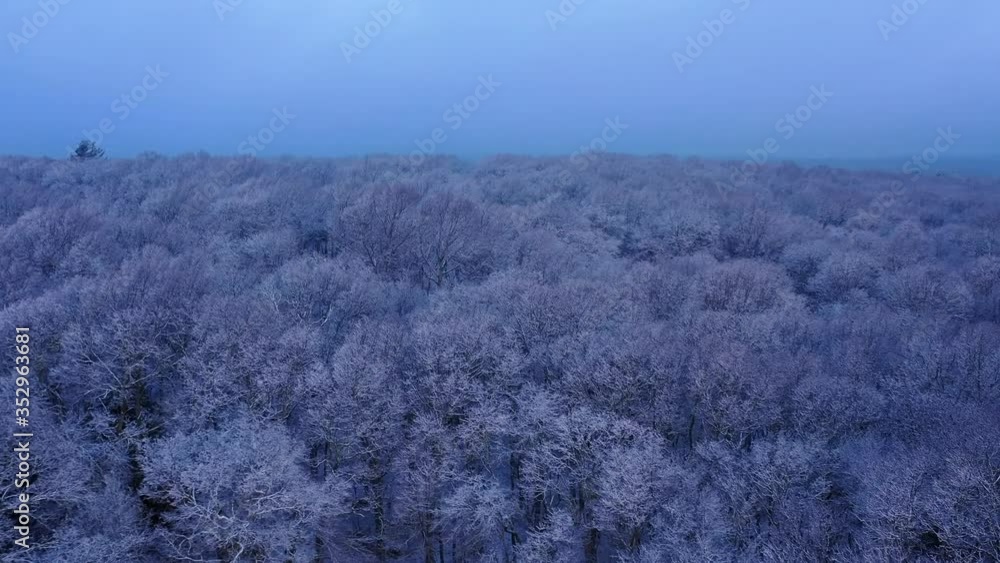 Ice covered tree tops after a quick passing snow storm Ice covered tree tops after a quick passing snow storm