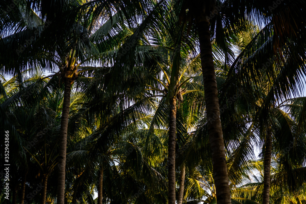 Coconut tress with beautiful sunglight Coconut tress with beautiful sunglight