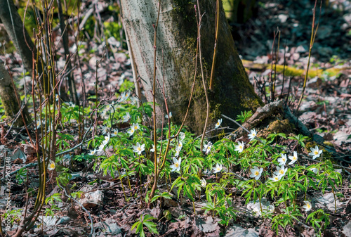 The first flowers of anemone in the forest under a tree .