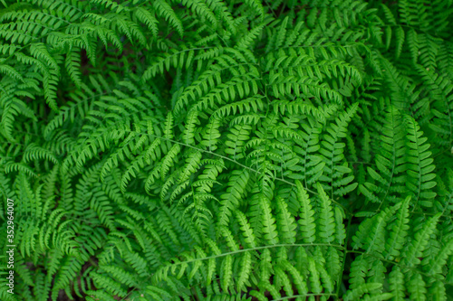 Green background of ferns with uniform lighting. Natural background