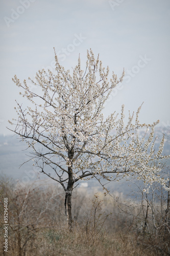 Obraz na płótnie Tree with flowers
photographed in the spring. w salonie