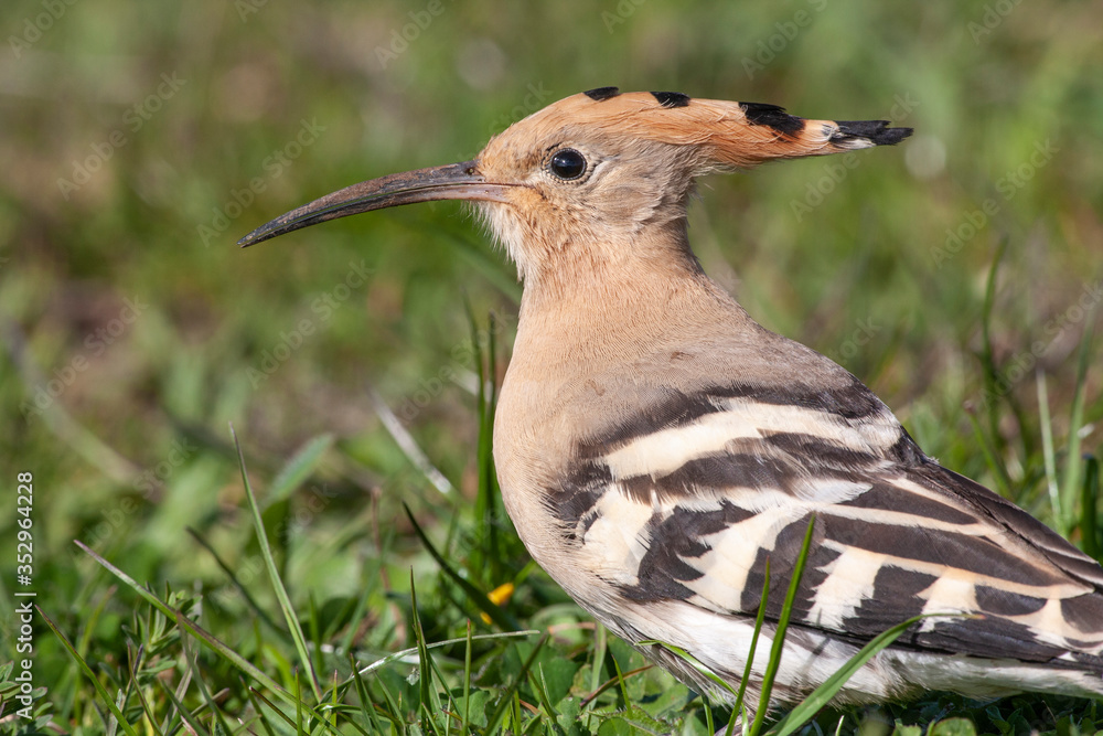 Eurasian Hoopoe (Upupa epops) bird in the natural habitat. Eurasian Hoopoe (Upupa epops) bird in the natural habitat.