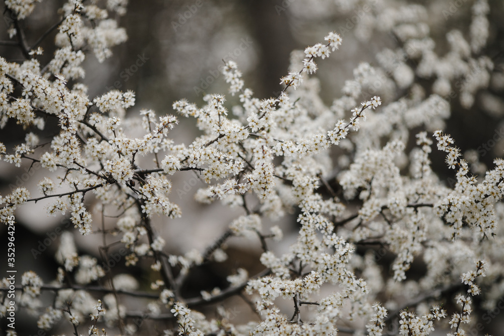 Branches of a tree with flowers
photographed in the spring.
