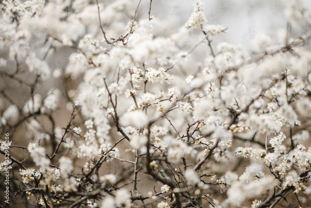 Branches of a tree with flowers
photographed in the spring.
