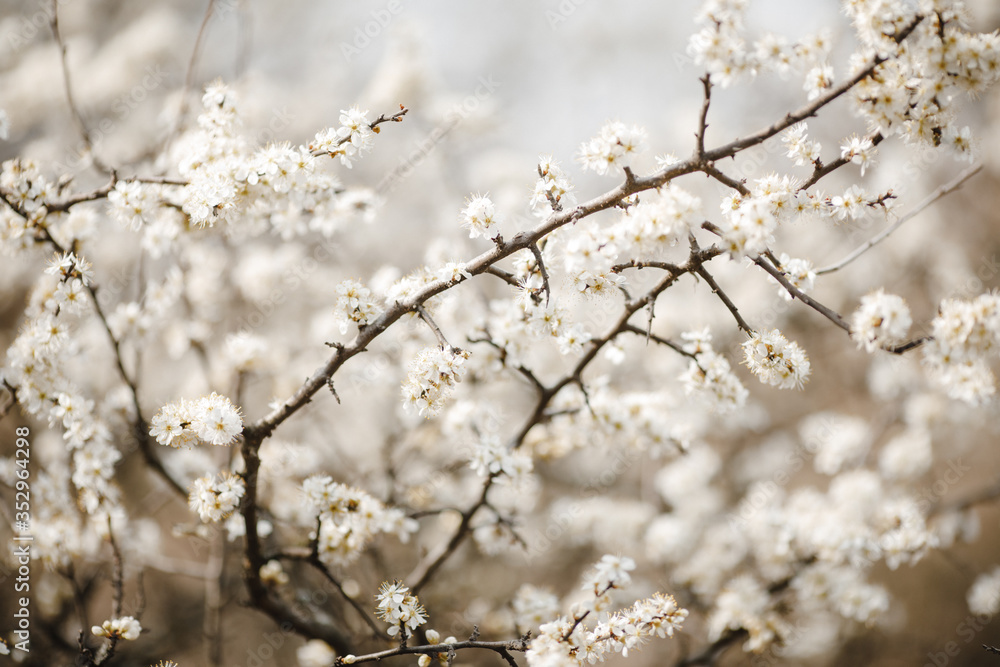 Branches of a tree with flowers
photographed in the spring.