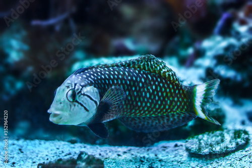 Akwarium Gdyńskie, ryby, żółwie, koralowce © Artur Wojtczak 
