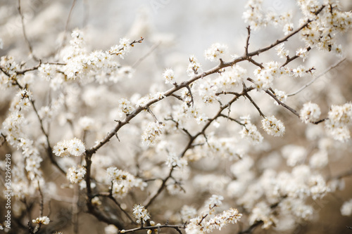 Obraz na płótnie Branches of a tree with flowers
photographed in the spring. w salonie