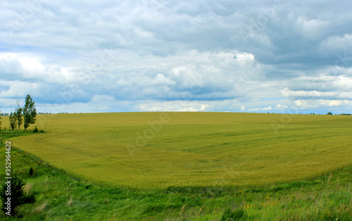 Summer landscape with fields under the blue sky. © Evgeniya