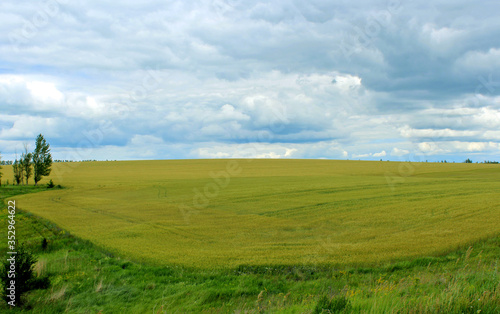 Summer landscape with fields under the blue sky.