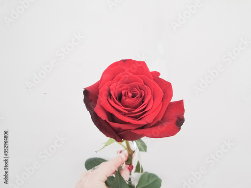  Red scarlet burgundy rose in the hand of a young woman close-up on a blnom background. Bright flower for design