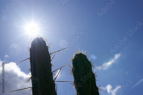 two cactuses in the back light against a blue sky with nice weather clouds photo