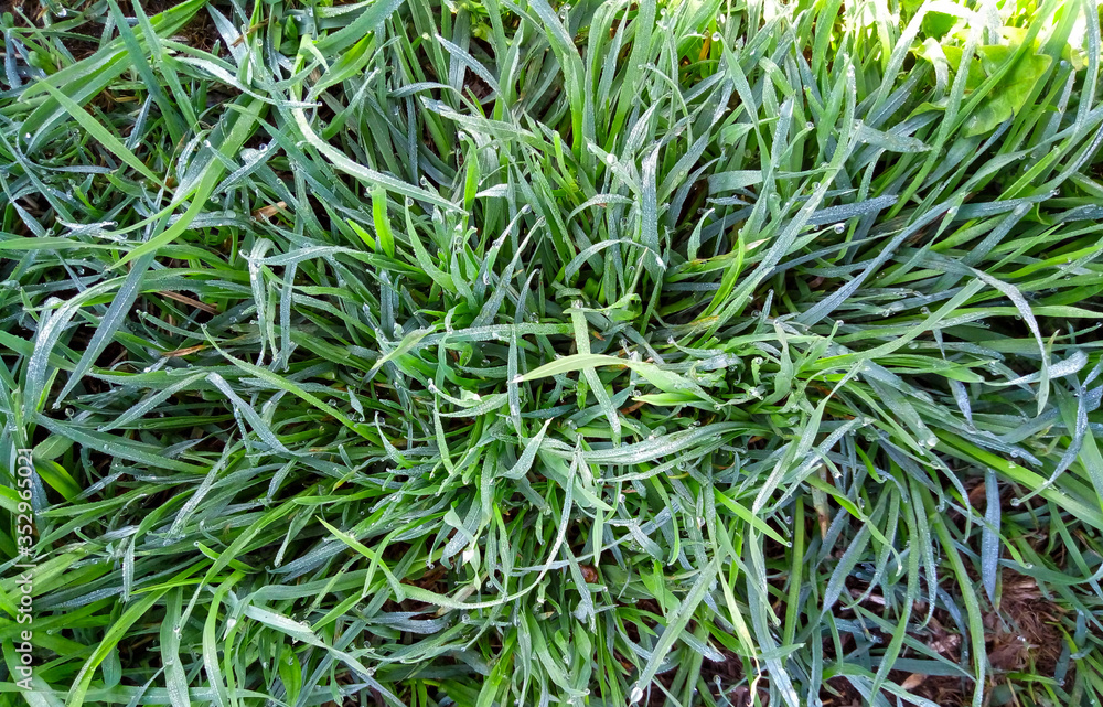 Background of a green grass. Green grass texture Green grass texture from a field Background of a green grass. Green grass texture Green grass texture from a field