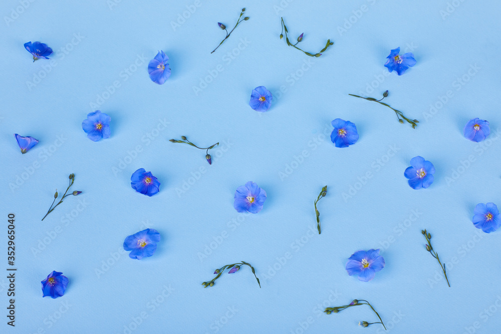 Blue Flax flowers and buds on a blue background. 