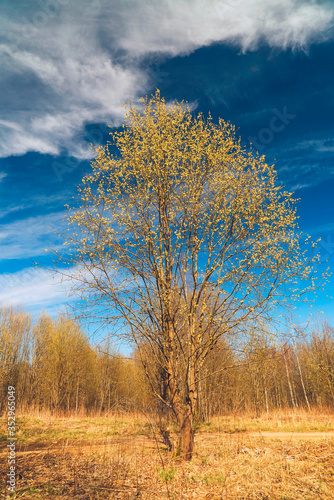 A tree with light yellow fluffy shoots on a willow tree against a blue sky.