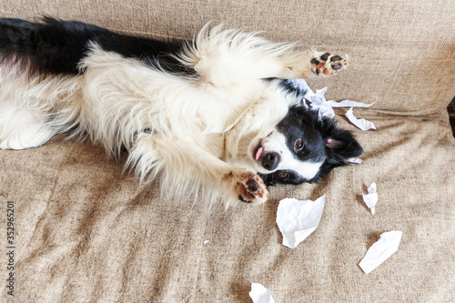 Naughty playful puppy dog border collie after mischief biting toilet paper lying on couch at home. Guilty dog and destroyed living room. Damage messy home and puppy with funny guilty look. © Юлия Завалишина