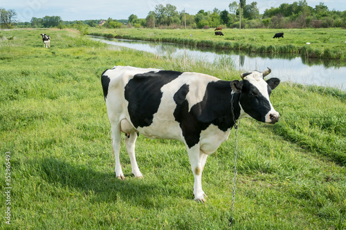 Free range milk cow on a pasture.