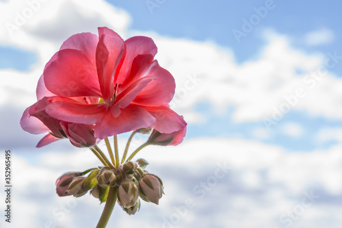 pelargonium flower with buds on sky background