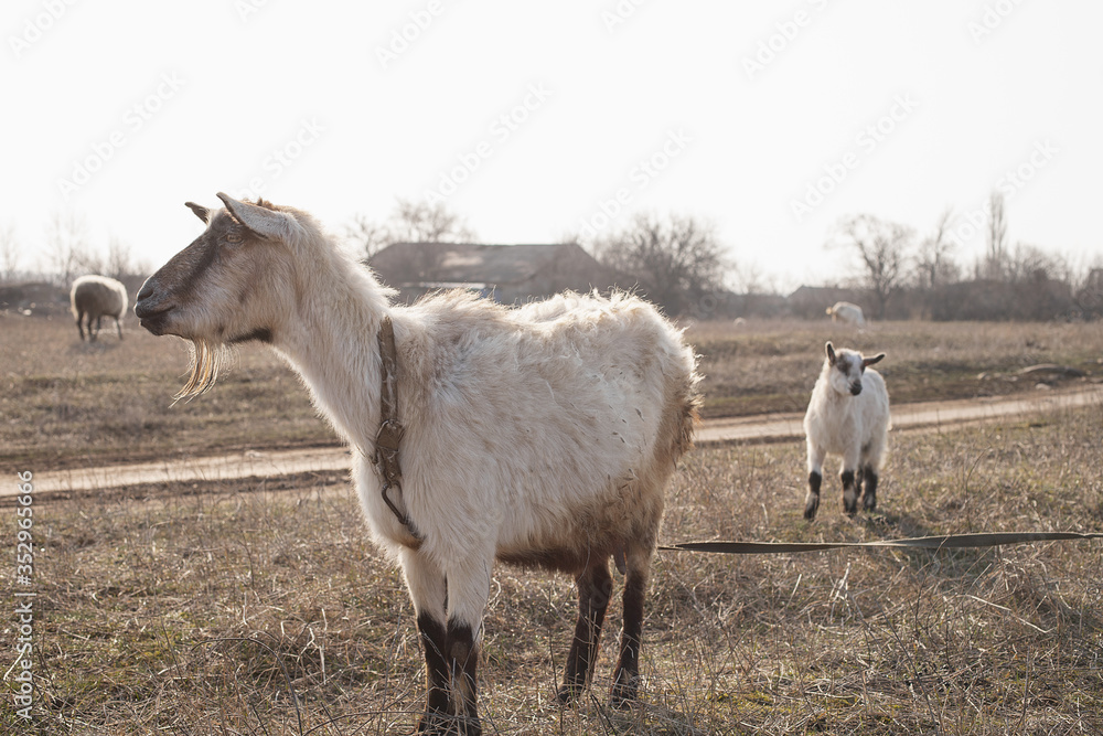 Goat and her child graze in the field
Goat and her child graze in the field
