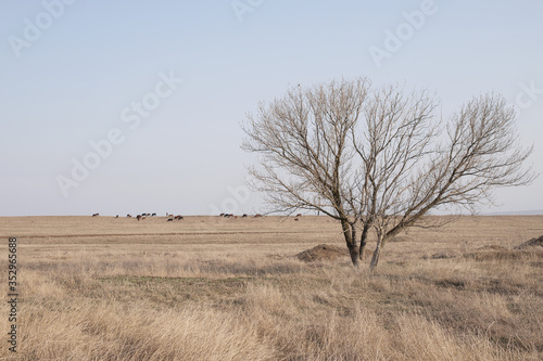  Lonely tree and cows in the field