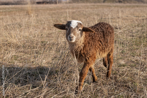Fototapeta Naklejka Na Ścianę i Meble -  
Little sheep grazes in the field