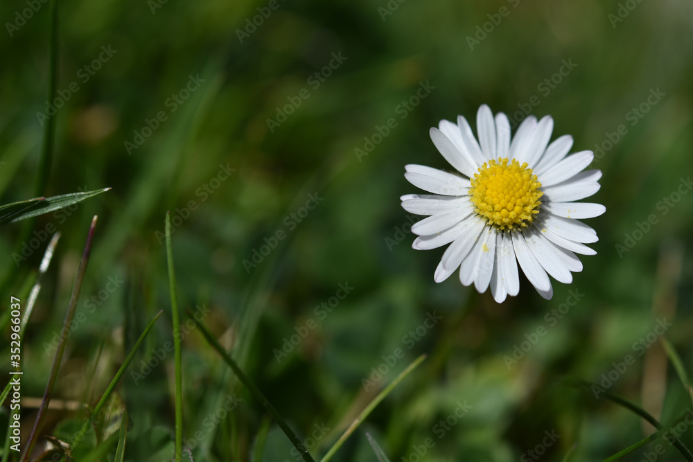 Close-up from a Lonely daisy on the meadow Close-up from a Lonely daisy on the meadow