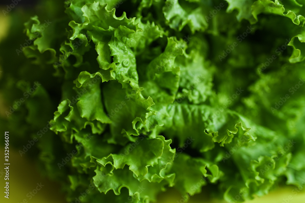 Fresh lettuce leaves - close up Fresh lettuce leaves - close up