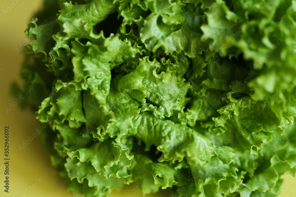 Fresh lettuce leaves - close up