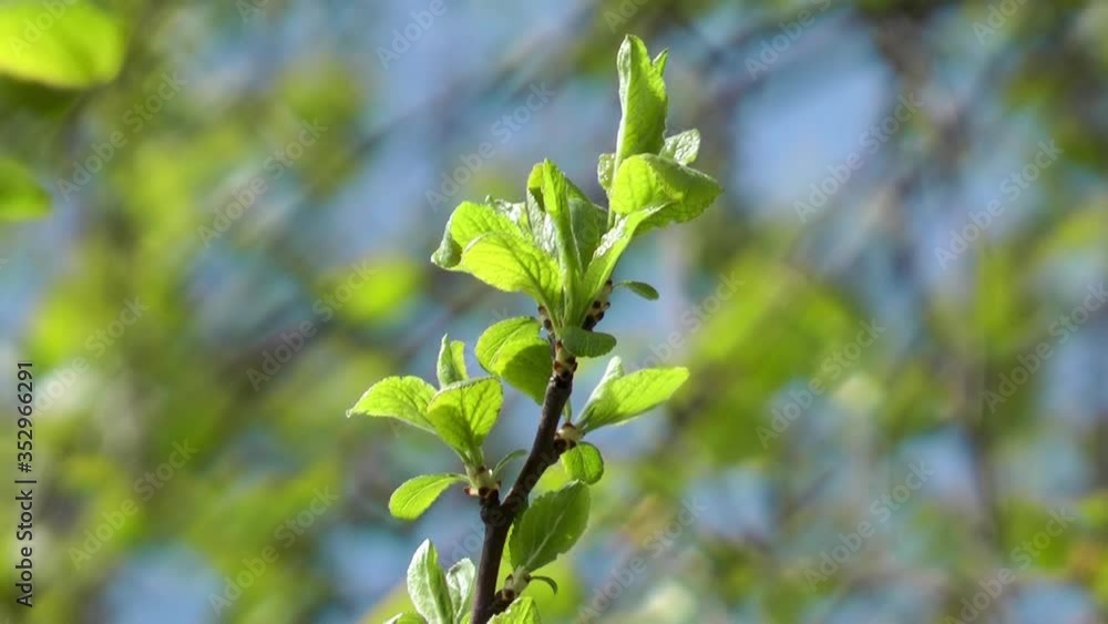 closeup green fresh young cherry leaves on a branch closeup green fresh young cherry leaves on a branch