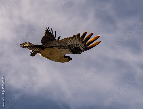 A wild Wyoming Osprey flying with a blue and white background. © phillips