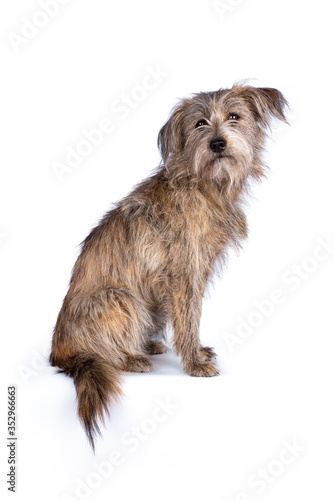 1 year old cute Mongrel scruffy looking street dog, sitting, looking into the Camera, isolated on a white background 