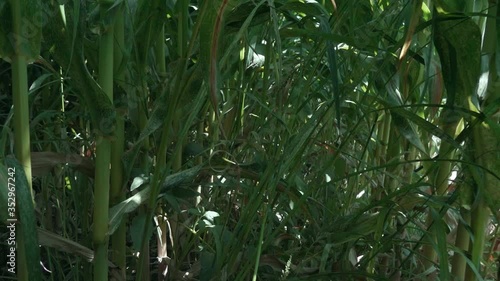 Wallpaper Mural corn field. Corn Maize Agriculture Nature Field. Slow Motion. Corn Field Blowing by the Wind. Stock video Torontodigital.ca