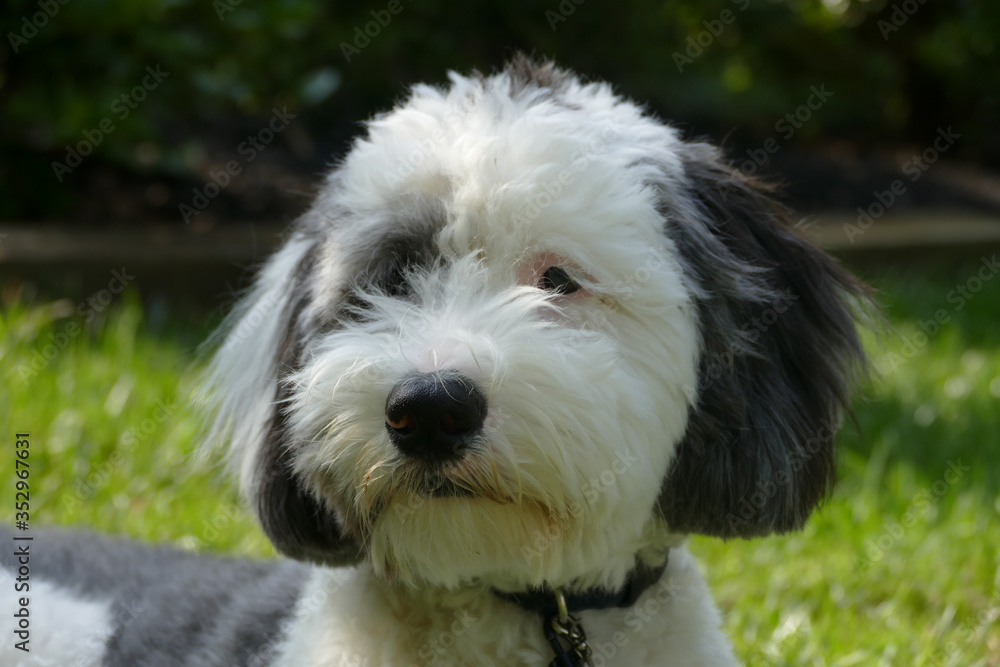 Sheepadoodle Puppy Dog Playing With Toys And Lying In The Grass